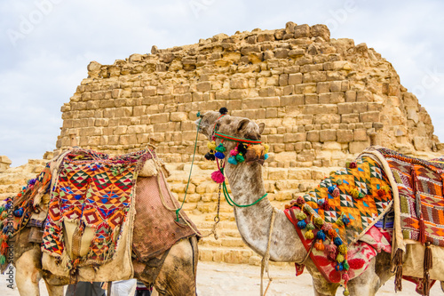 Camel near the great pyramids in Giza, Egypt