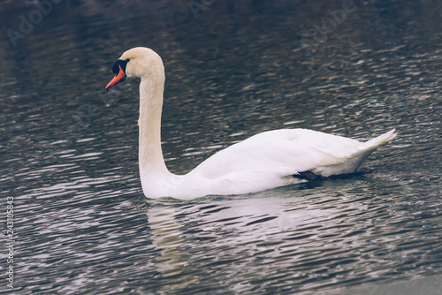 white swan on a frozen lake