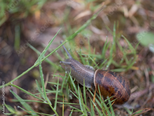 snail on the grass
