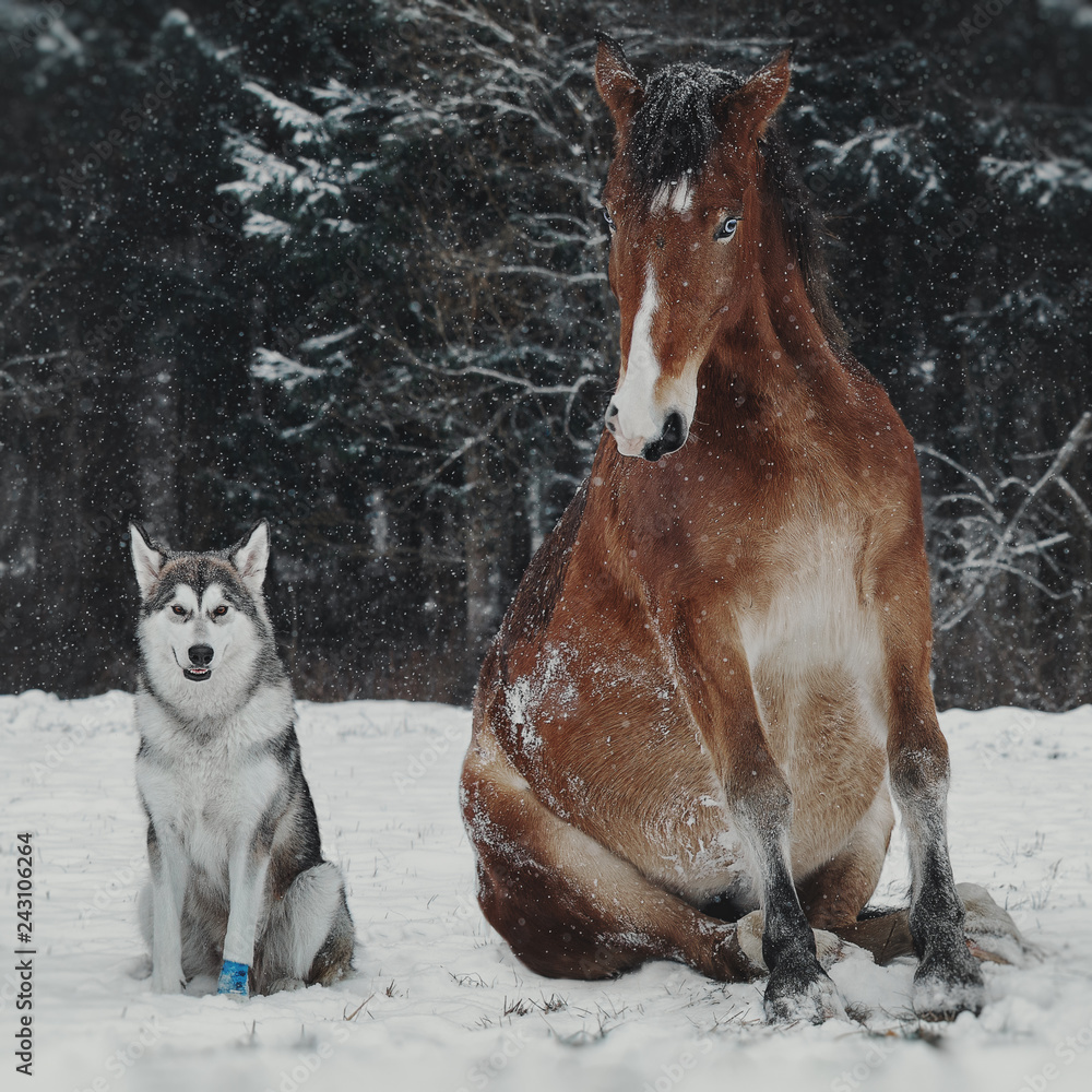 Naklejka premium Winter portrait of red horse and dog