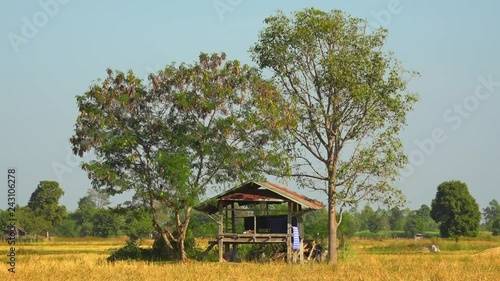 small house on and field landscape in Thailand's rural area photo