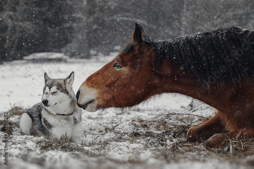 Winter portrait of red horse and dog