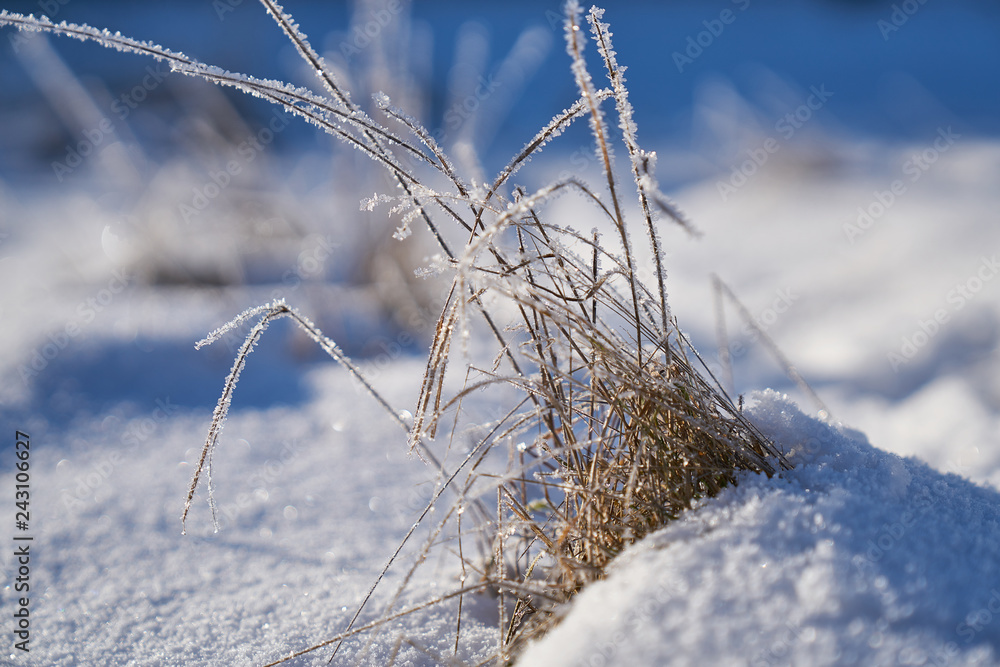 Frozen grass on snow with blue shadows Frozen grass on snow with blue shadows