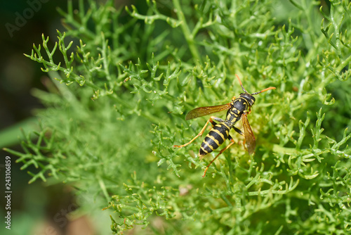 Yellow wasp crawling on green plant on sunny day