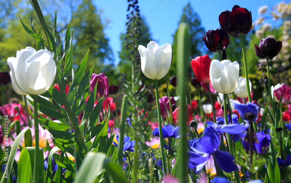 Blumenwiese im Frühling Stock-Foto | Adobe Stock