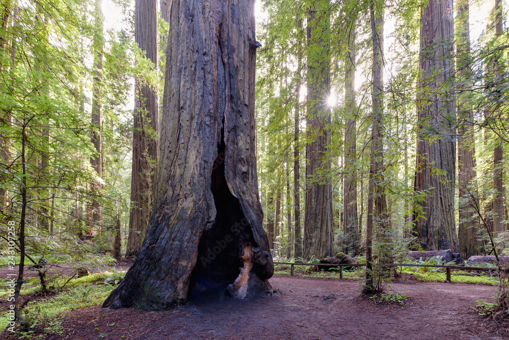 Sunlight shining through Redwood National Park, Big split Redwood Tree, California Sunlight shining through Redwood National Park, Big split Redwood Tree, California