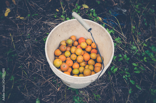 orange in a basket