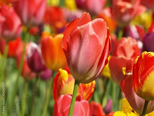 Beautiful red tulip in a tulip field