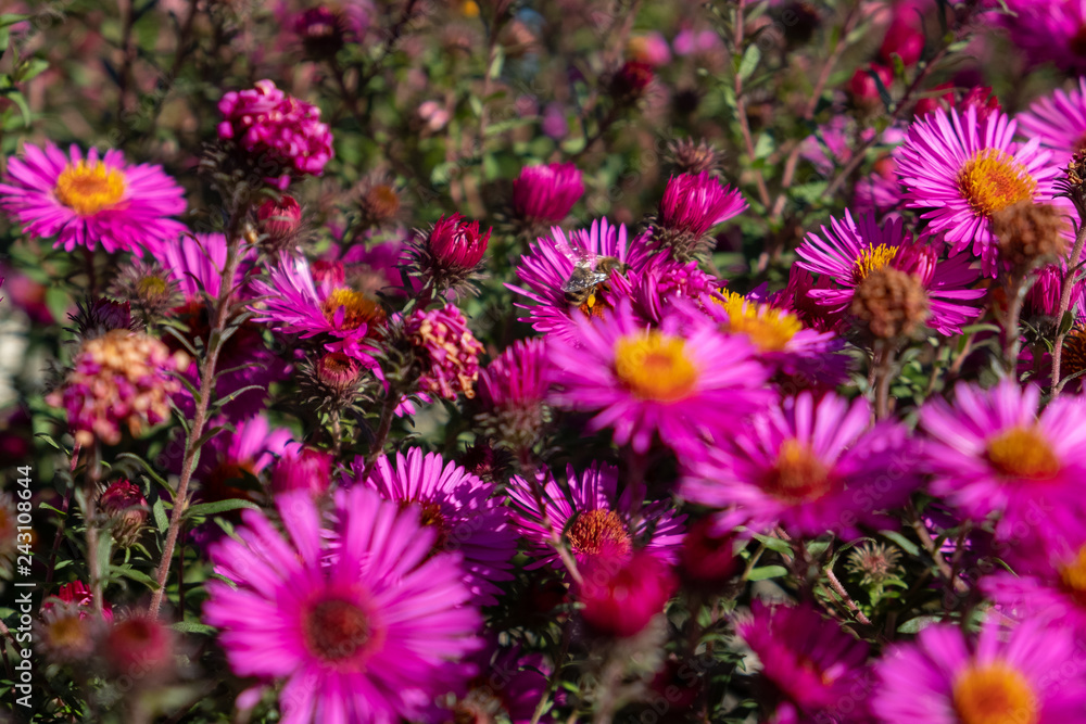 bee collecting pollen on purple chrysanthemum bee collecting pollen on purple chrysanthemum