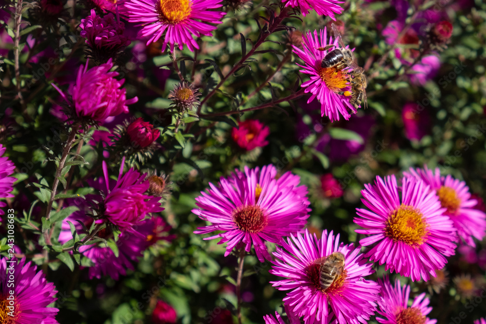 bee collecting pollen on purple chrysanthemum bee collecting pollen on purple chrysanthemum
