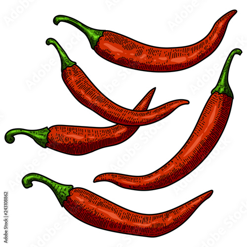 Set of chili pepper illustrations on white background. Design element for poster, card, banner, menu.