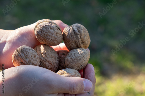 Children's hands hold many walnuts