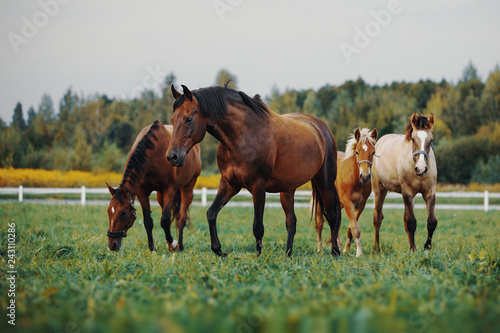Horses in the herd photo