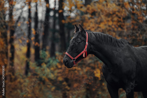 Portrait of a black horse
