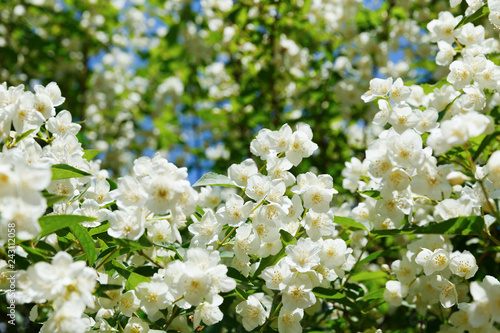 Jasmine flowers in a garden, branch with white flowers