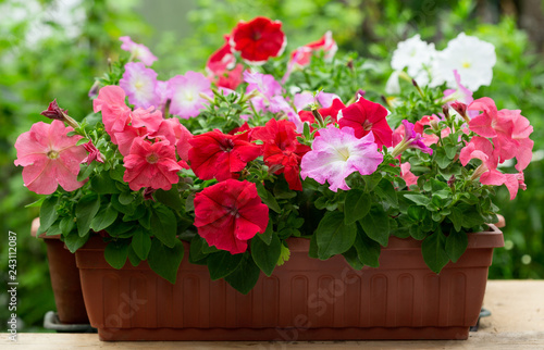 Fototapeta Naklejka Na Ścianę i Meble -  petunia flowers in a pot in a garden
