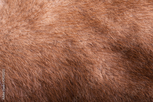 mink fur texture as background