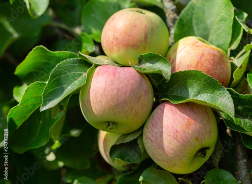 branch of ripe apples on a tree