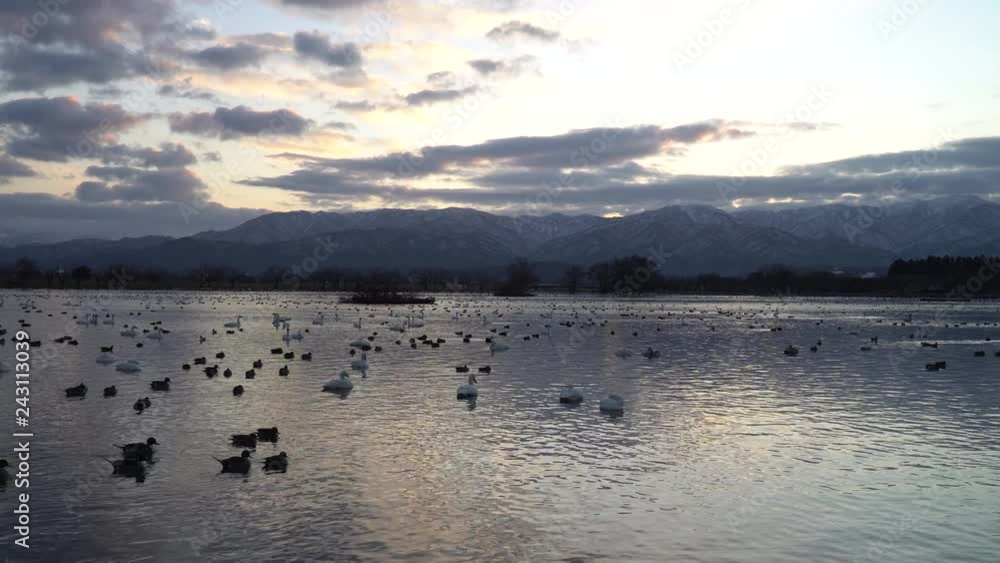 朝焼けと白鳥(新潟県阿賀野市瓢湖) 朝焼けと白鳥(新潟県阿賀野市瓢湖)