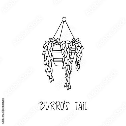 Burros Tail succulent plant in decorative pot in doodle style with a handwritten title