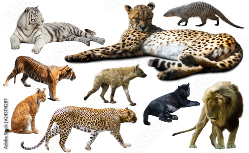 Set of wild mammals isolated over white
