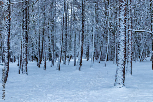 Wallpaper Mural Winter in the Aviator Park in Krakow, Poland Torontodigital.ca