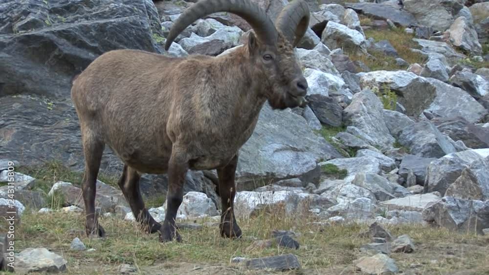 Caucasus. Ossetia. Mountain goat. Caucasus. Ossetia. Mountain goat.