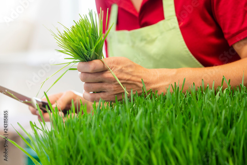 Tableau sur toile Gardener harvesting wheatgrass with knife