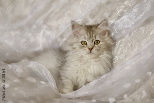 Young British Longhair kitten, black-silver-spotted-tabby, 15 weeks old, on a white blanket  photo