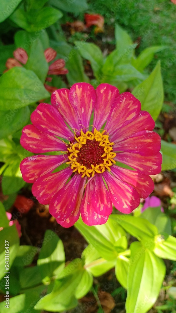 Fototapeta premium Flowers volume 235655