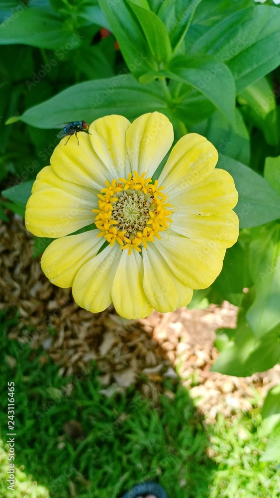 Flowers volume 635955 Flowers volume 635955