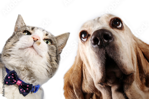 Cat with bow tie and basset hound on white background 