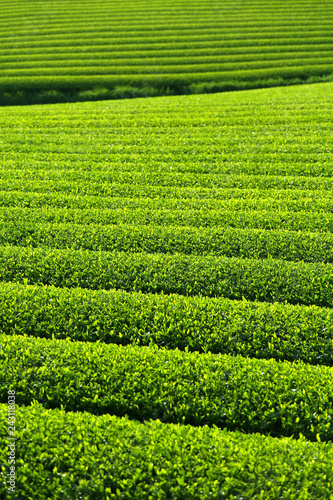 日本の茶畑