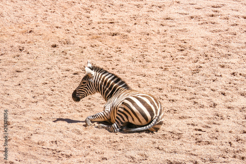 Zebra lying on the ground resting on a hot sunny day