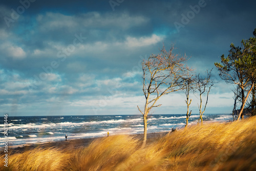 Fototapeta Naklejka Na Ścianę i Meble -  Moody dark pine trees shaped by the wind and stormy on the beach dunes at the coastline forest of the Weststrand. German Baltic Sea Darßer Ort, Weststrand coastline at Fischland-Darss-Zingst