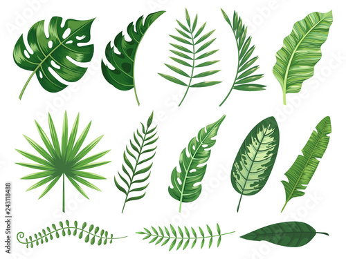 Exotic tropical leaves. Monstera plant leaf, banana plants and green tropics palm leaves isolated vector illustration set