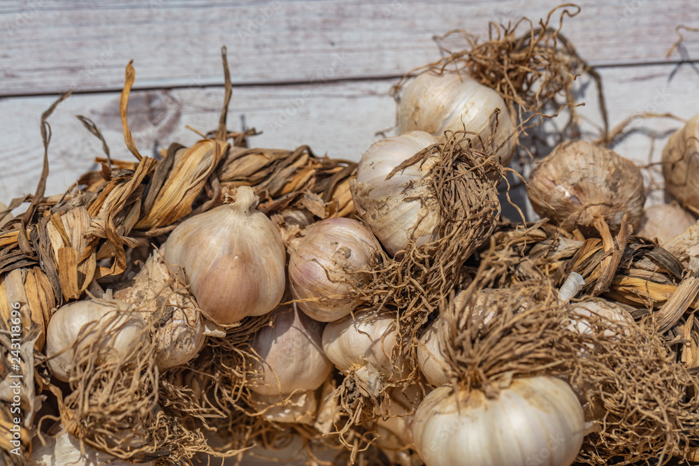 white dry garlic white dry garlic