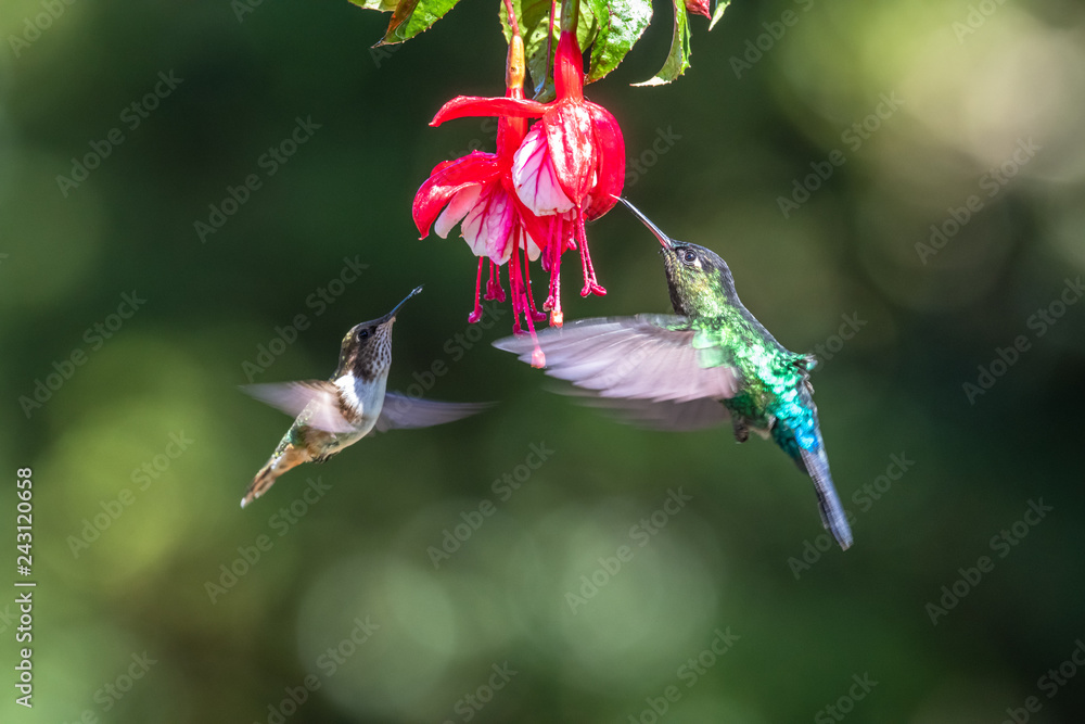 Obraz premium Blue hummingbird Violet Sabrewing flying next to beautiful red flower. Tinny bird fly in jungle. Wildlife in tropic Costa Rica. Two bird sucking nectar from bloom in the forest. Bird behaviour