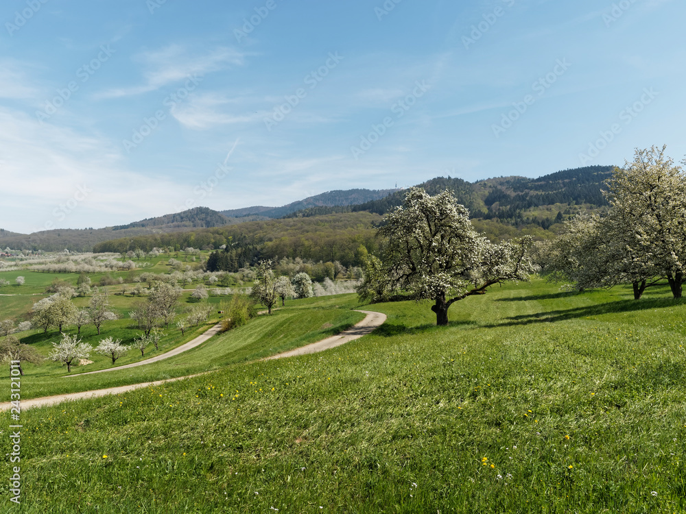 Die Umgebung vom Eggenertal im Markgräflerland. Unterwegs auf dem Obstlehrpfad und Kirschblüte, Hintergrund der Ortsteil Obereggenenen