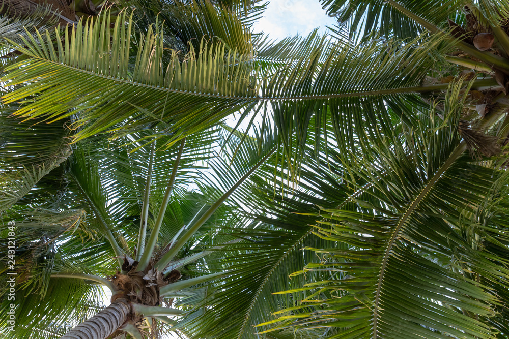 tree,nature,background