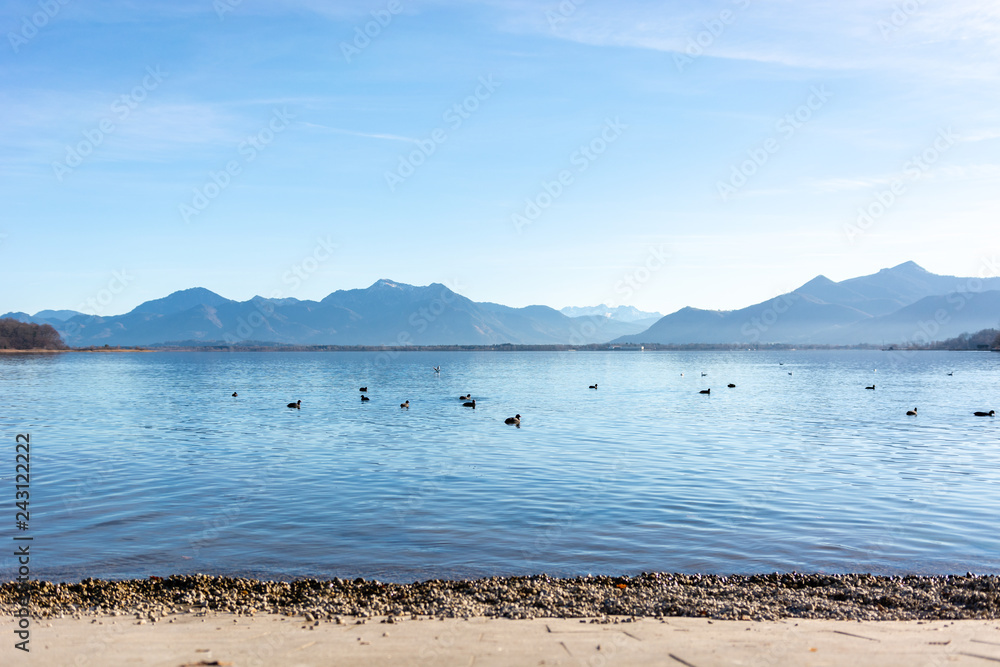 Ducks in the Lake Chiemsee