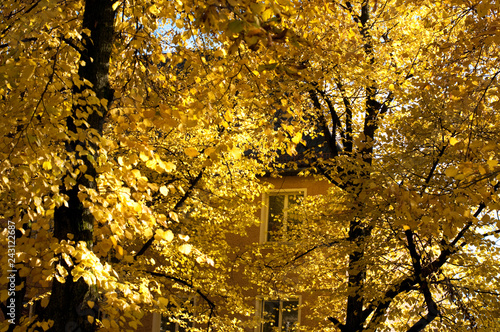 Yellow House on the Yellow Street with the Yellow Trees