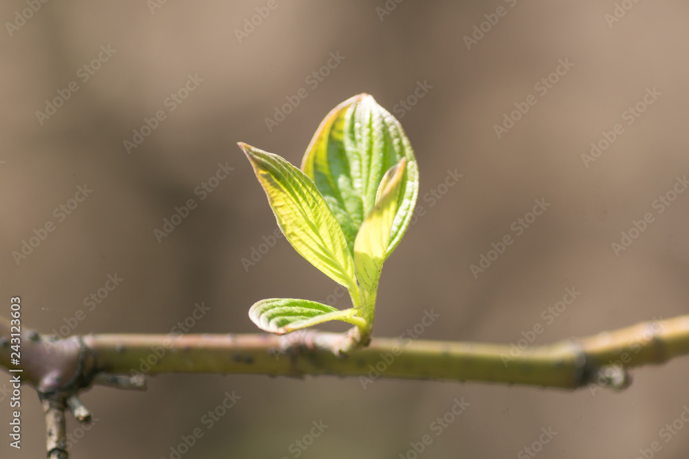 close up of tree branch with first leaves buds. Spring background with copy space. close up of tree branch with first leaves buds. Spring background with copy space.