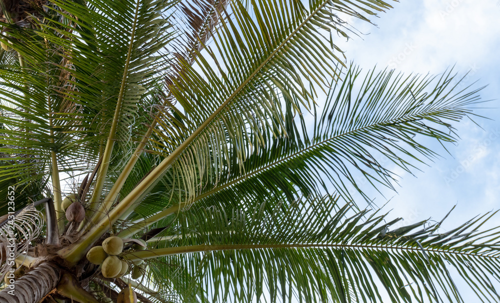 Obraz premium tree,nature,background