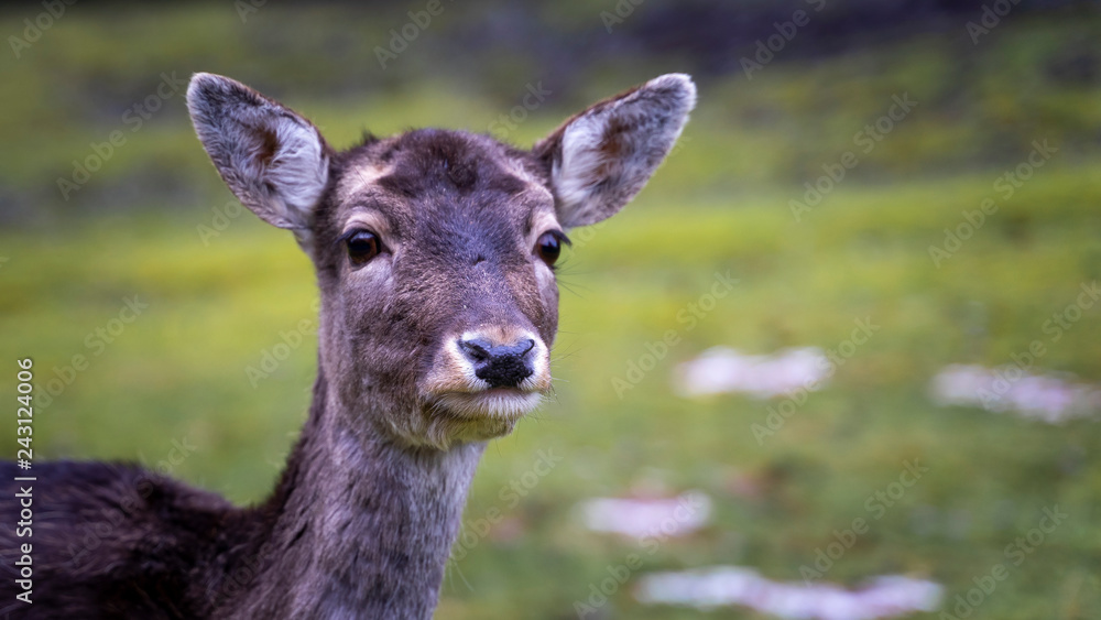 Fototapeta premium Deer Reh 