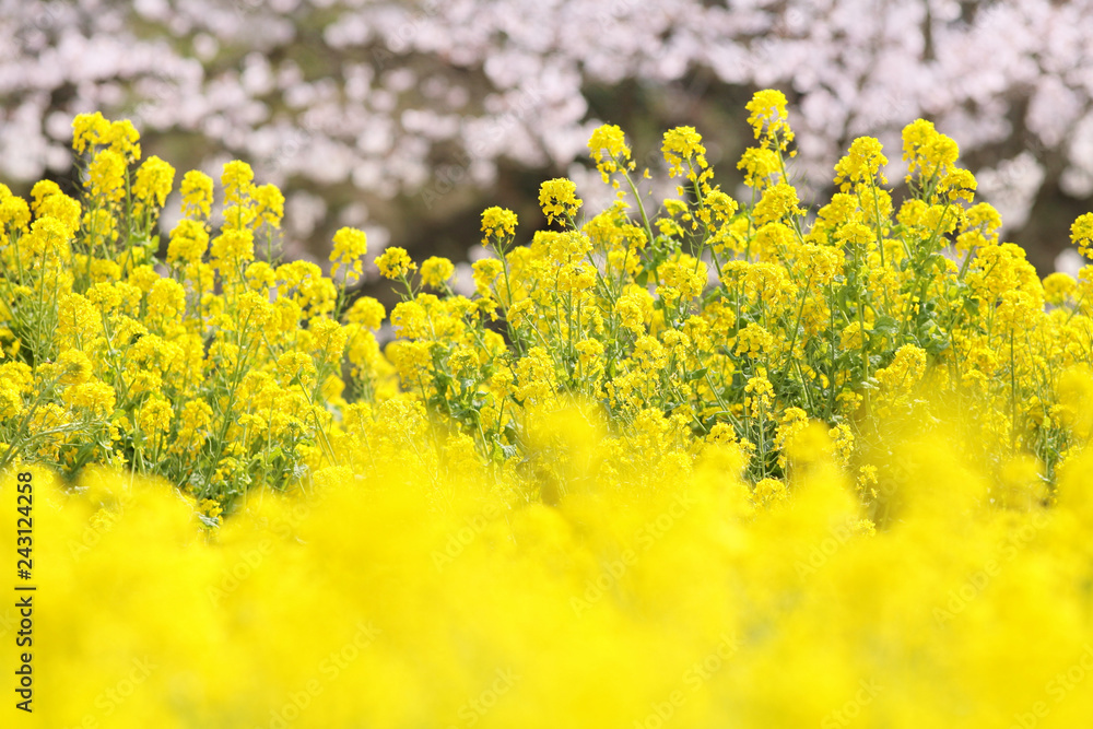菜の花 菜の花