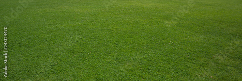 green lawn in the city park. Banner for design.