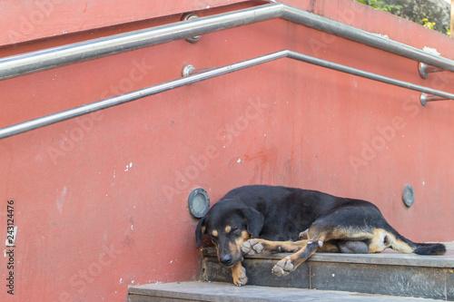 Wallpaper Mural black dog sleep alone on staircase Torontodigital.ca