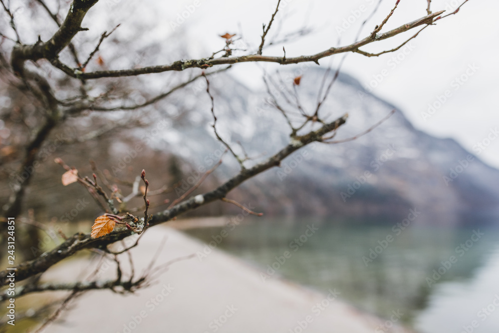 The lonely leaf The lonely leaf