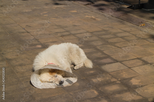 Wallpaper Mural sick old white dog with collar sleep alone on the street Torontodigital.ca